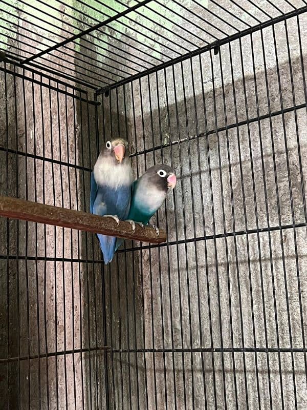 All lover birds Breeder pair 6