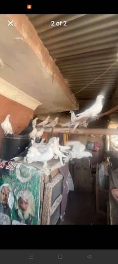 i am selling my all setup  of pigeons