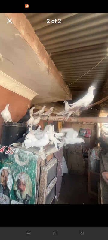 i am selling my all setup  of pigeons 0