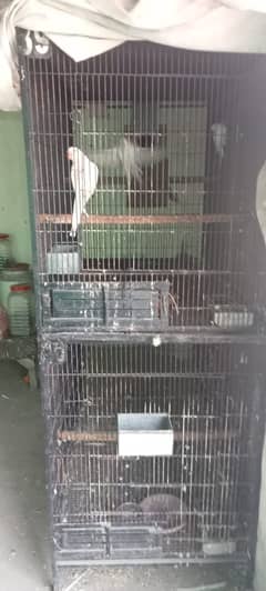 Parrots Cages