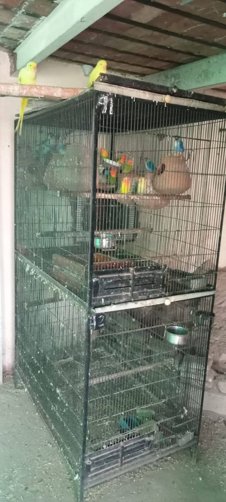 Parrots Cages 1