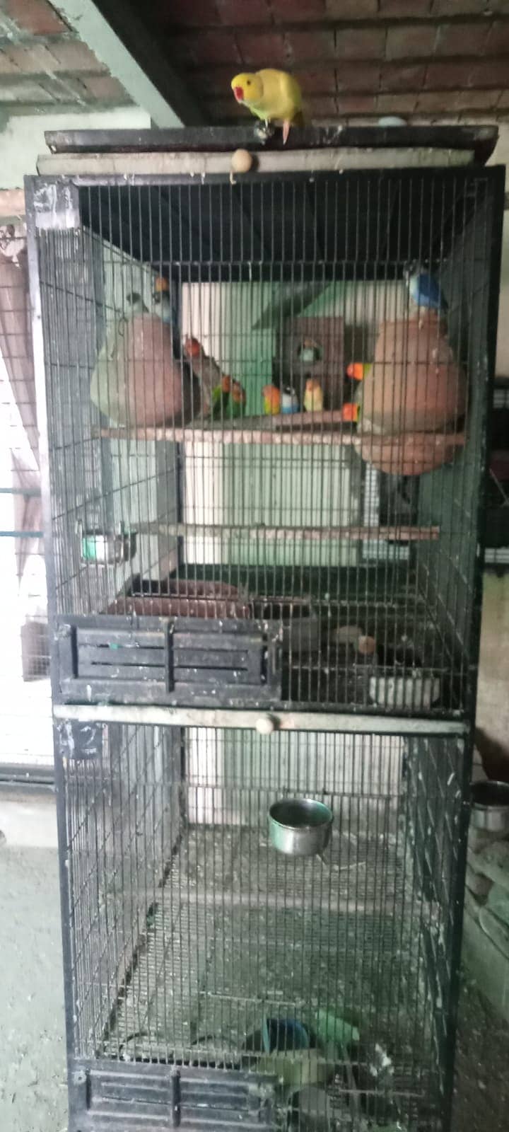 Parrots Cages 2