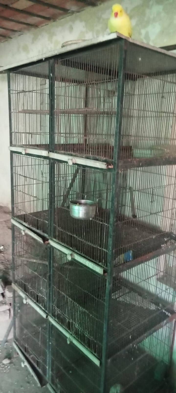 Parrots Cages 4