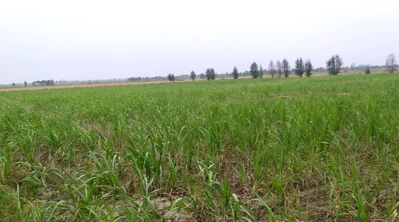 5 Acre Agriculture Land Available For sale at Link Jarranwala Road Faisalabad 1