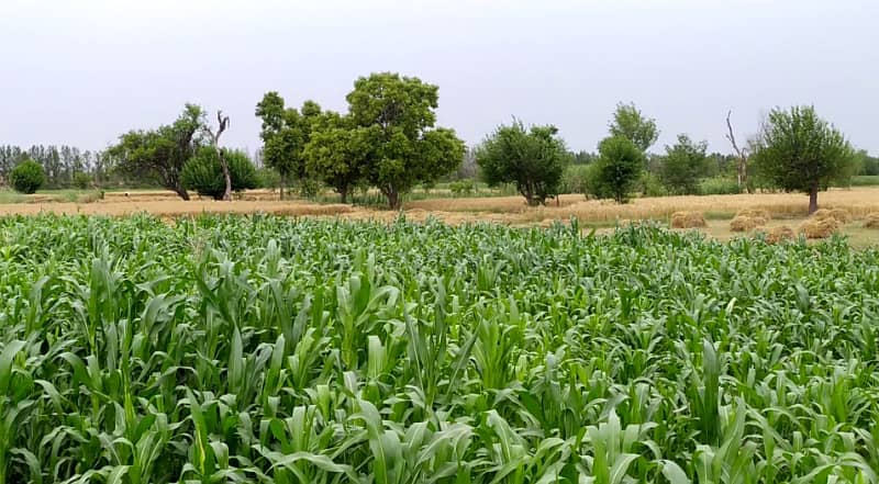 5 Acre Agriculture Land Available For sale at Link Jarranwala Road Faisalabad 2