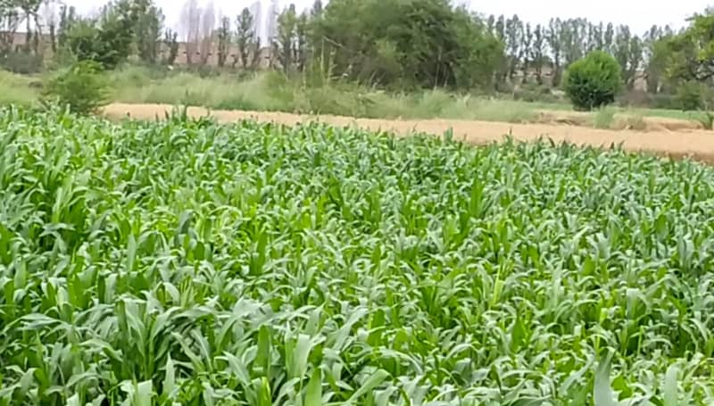 5 Acre Agriculture Land Available For sale at Link Jarranwala Road Faisalabad 3