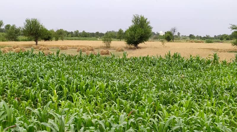 5 Acre Agriculture Land Available For sale at Link Jarranwala Road Faisalabad 6