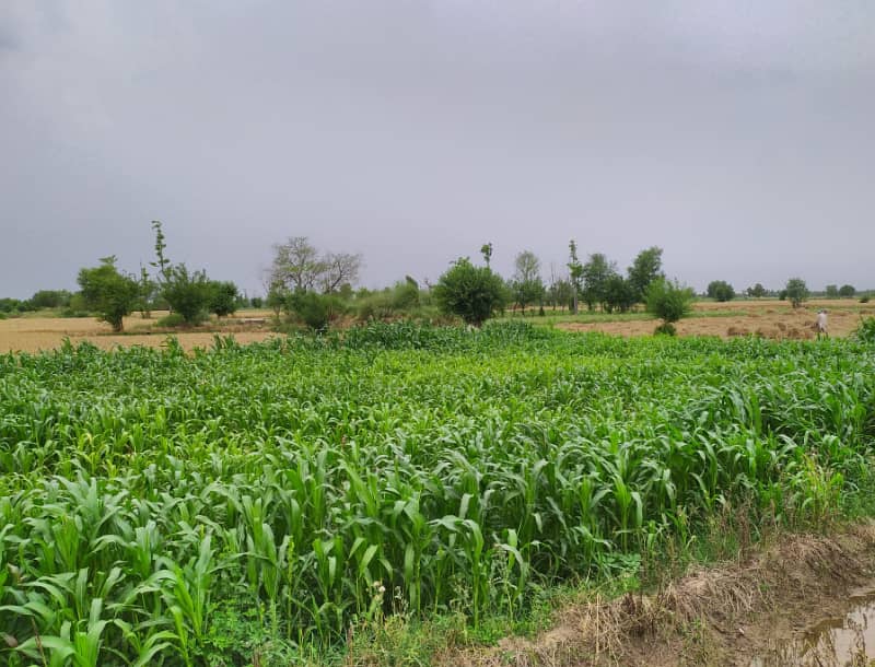 5 Acre Agriculture Land Available For sale at Link Jarranwala Road Faisalabad 8