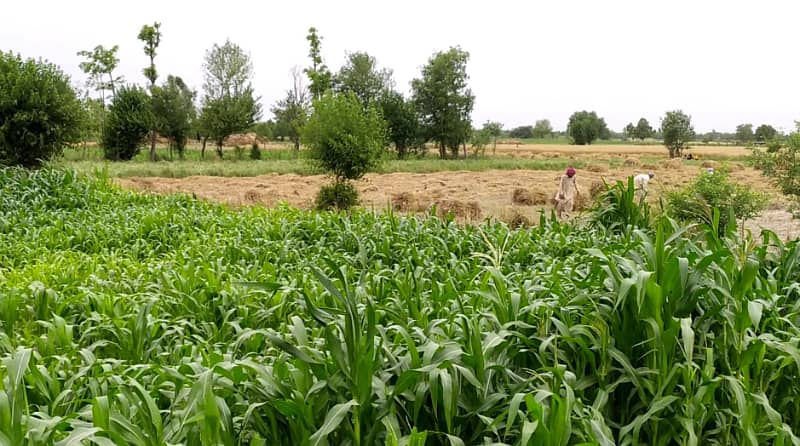 5 Acre Agriculture Land Available For sale at Link Jarranwala Road Faisalabad 14