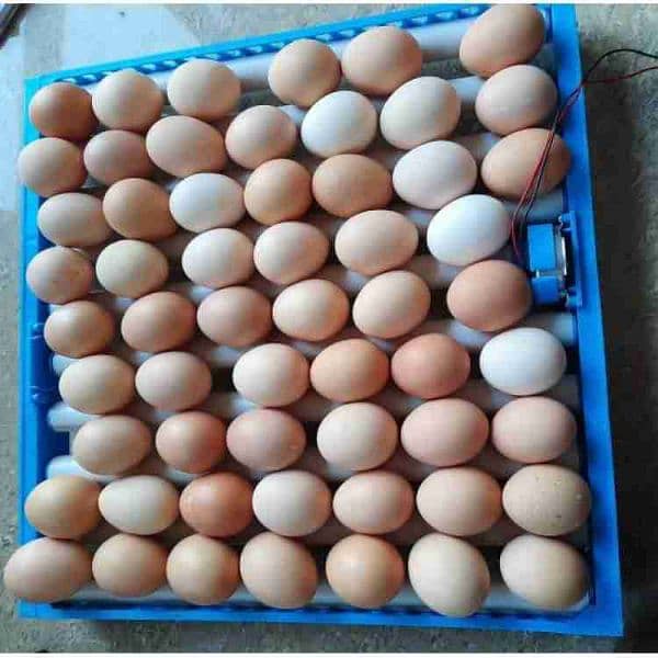 192 egg incubator AC DC fully automatic 1