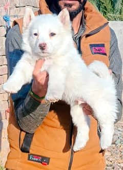 pure Russian puppy/ Russian dog/ Russian male for sale