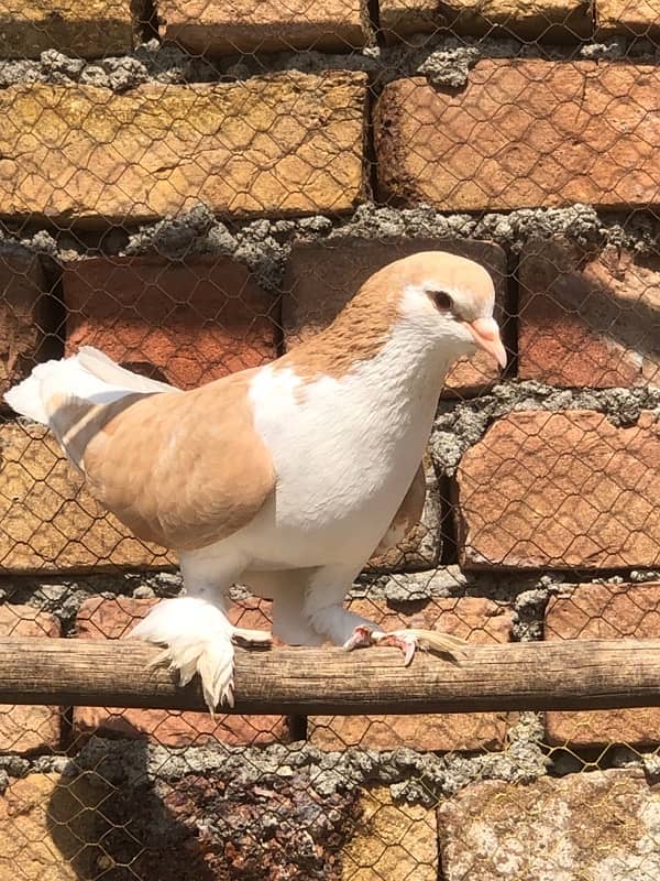 murgian,_sherazi _pigeon,lovebirds 10