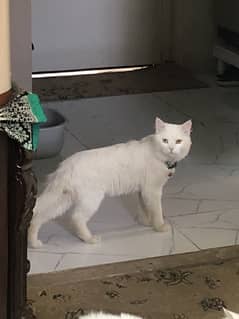 Persian male cat urgent sale