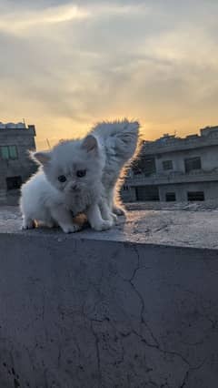 Persian kitten cat