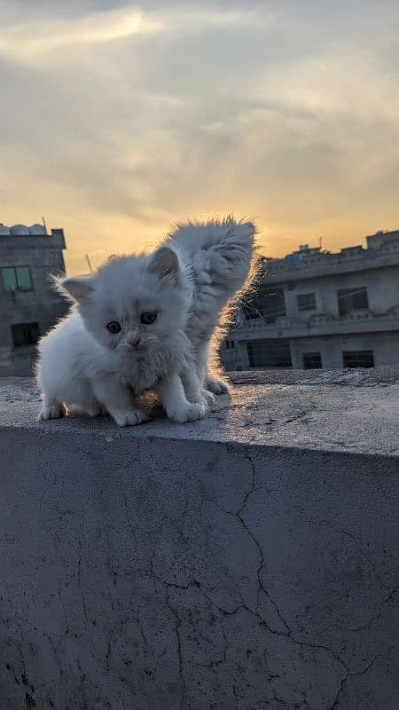 Persian kitten cat 0