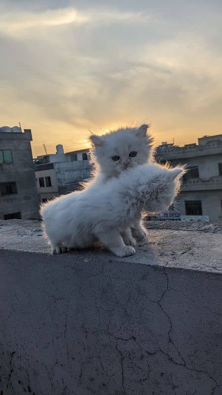 Persian kitten cat 1