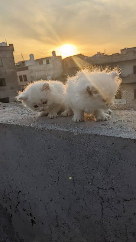 Persian kitten cat 2