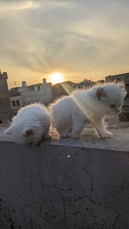 Persian kitten cat 3