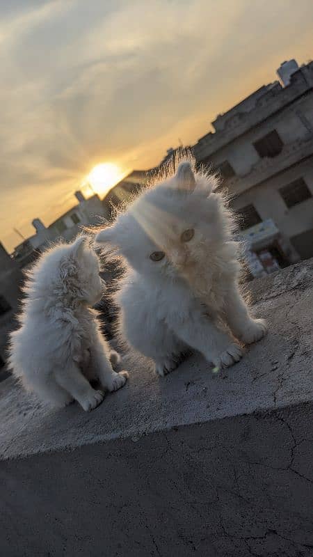 Persian kitten cat 5