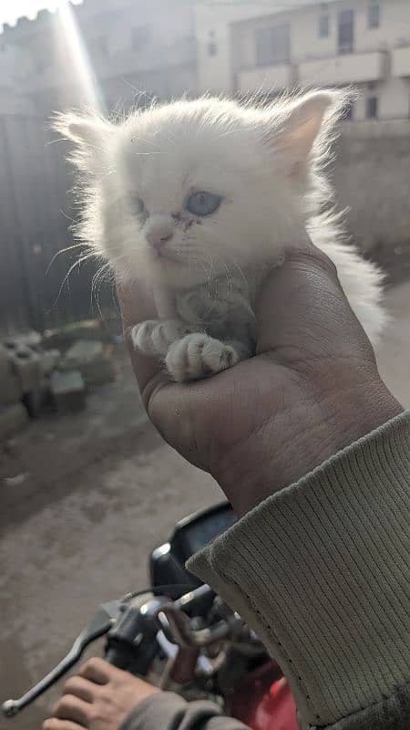 Persian kitten cat 6