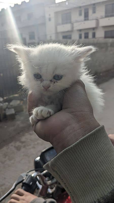 Persian kitten cat 7