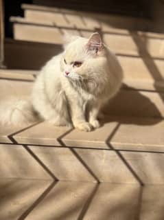 persian cat for adoption