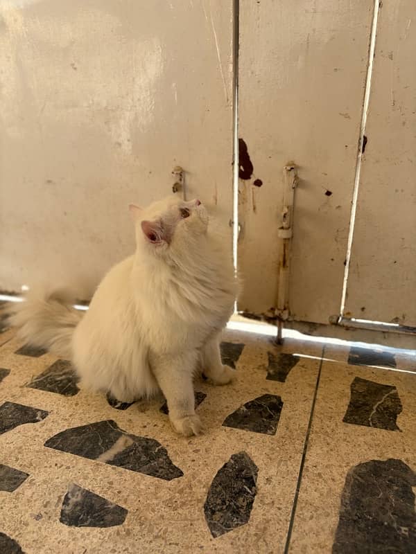 persian cat for adoption 1