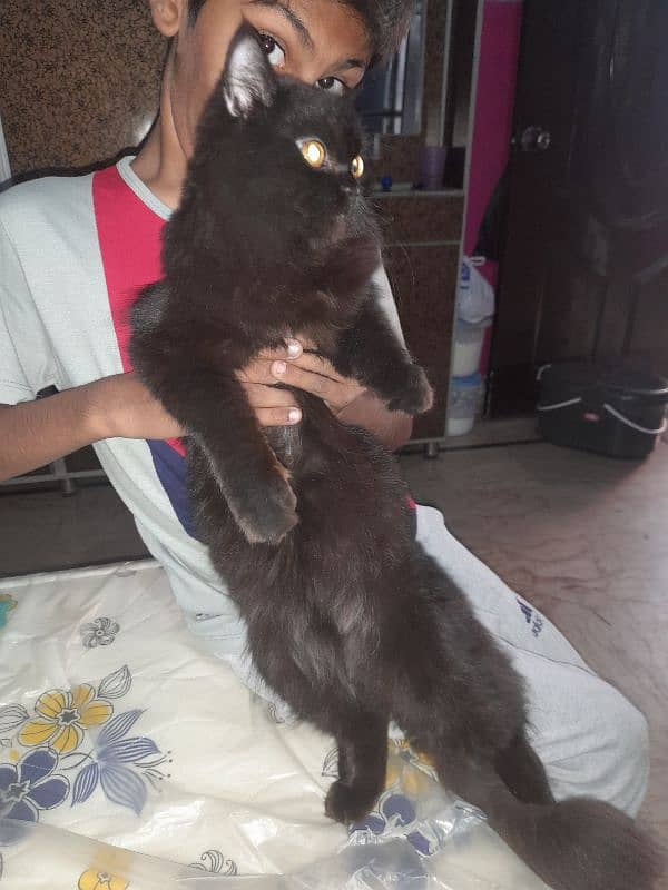 parsian male black and gray mix 2