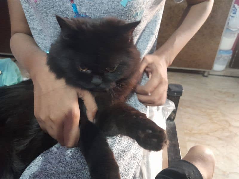 parsian male black and gray mix 3