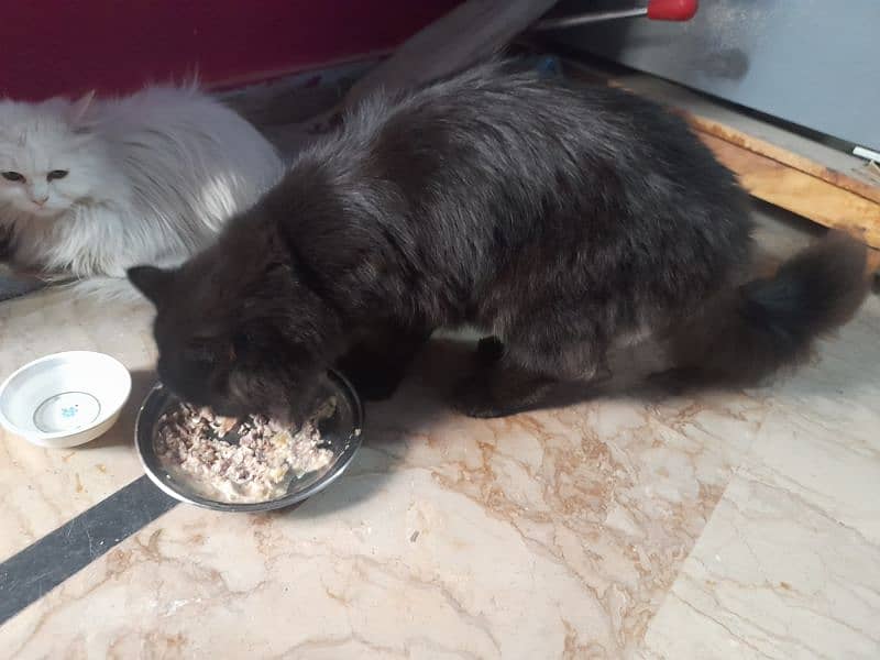 parsian male black and gray mix 6