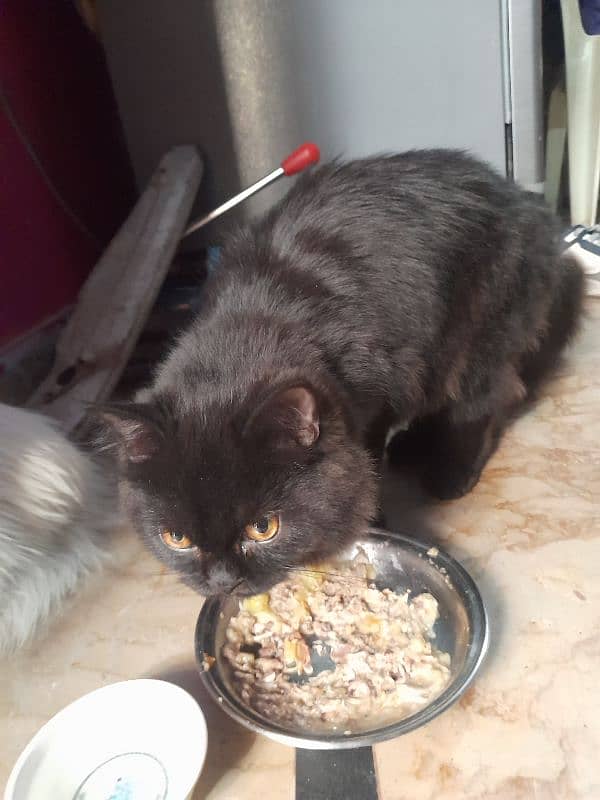 parsian male black and gray mix 7