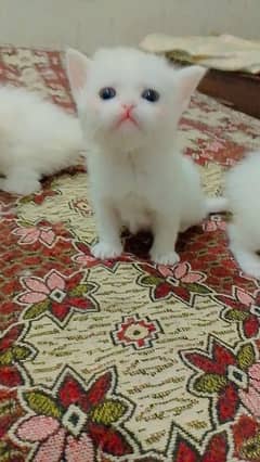 Persian triple coated kittens available