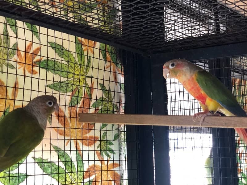 Pineapple Conure breeder pair 0