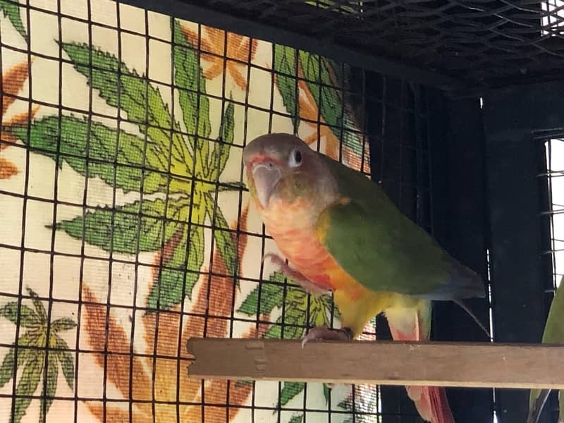 Pineapple Conure breeder pair 1