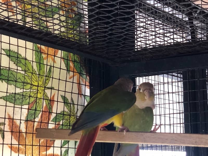 Pineapple Conure breeder pair 2