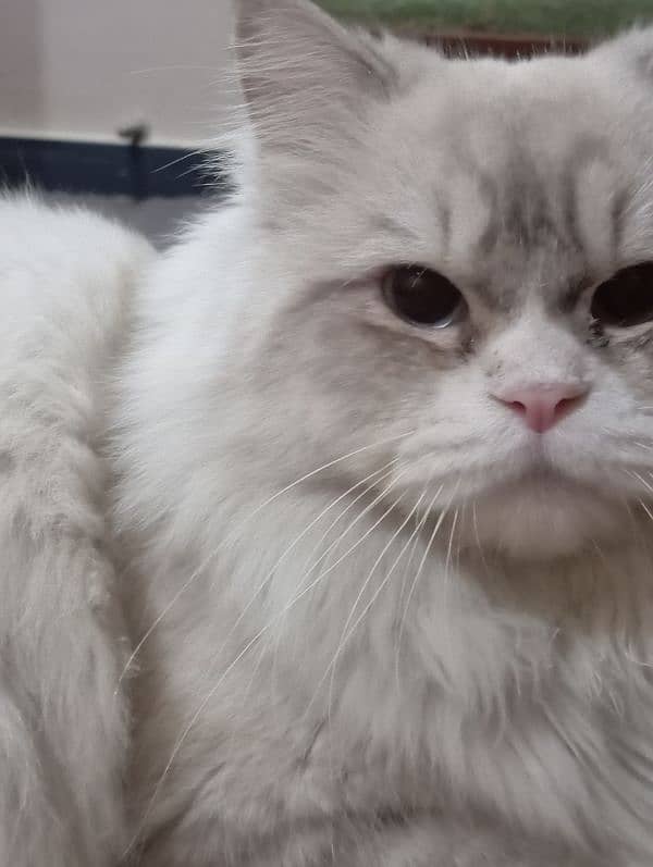 Persian male cat for sale 0