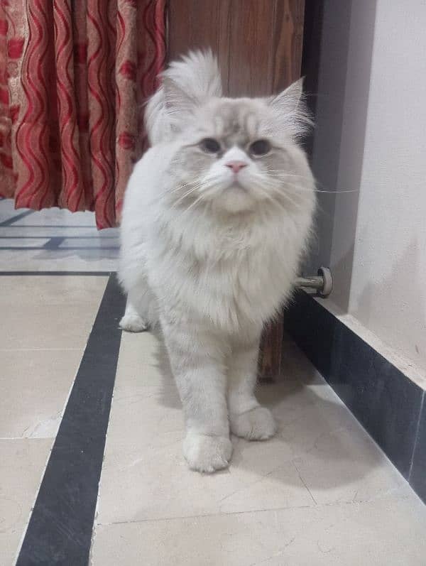 Persian male cat for sale 1