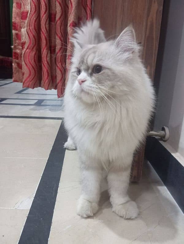 Persian male cat for sale 2