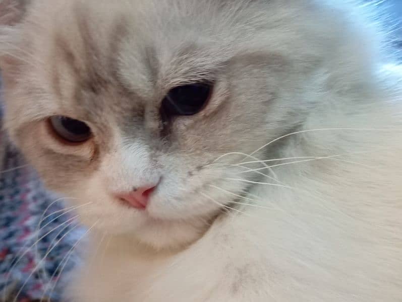 Persian male cat for sale 3