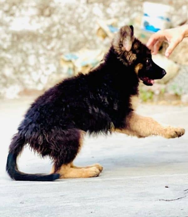 German Shepherd Puppies for sale 0