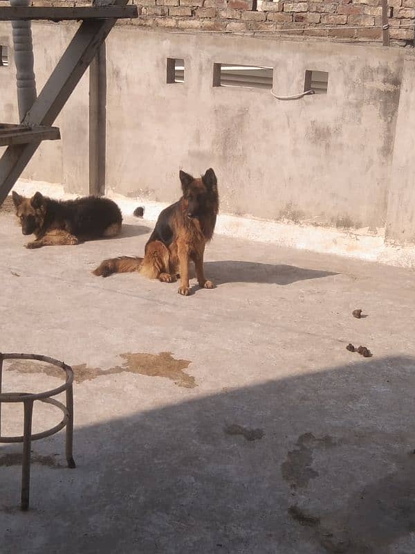 German Shepherd Puppies for sale 4