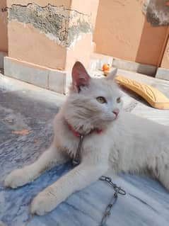 Persian Adult Cat