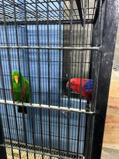 Electus breeder pair …. 03072687041