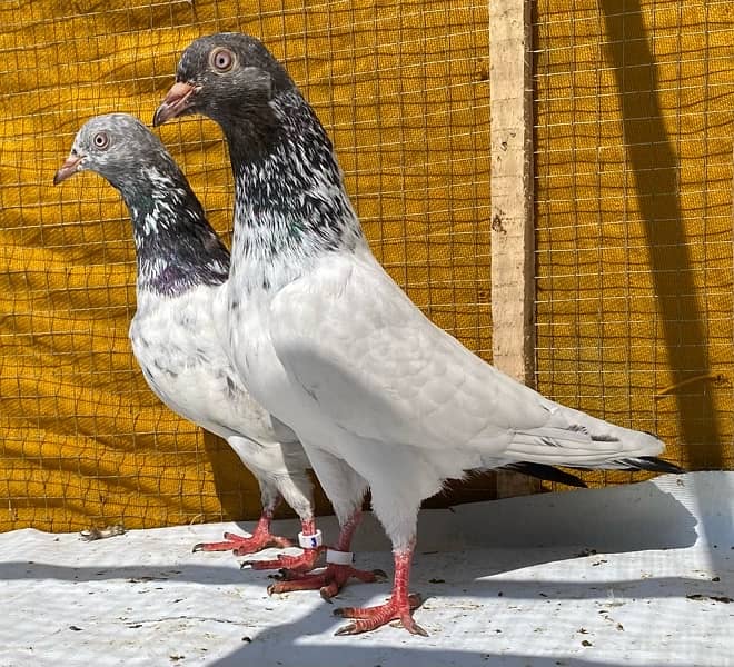 farozpuri pigeons pair 0