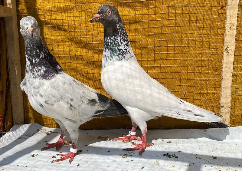 farozpuri pigeons pair 1