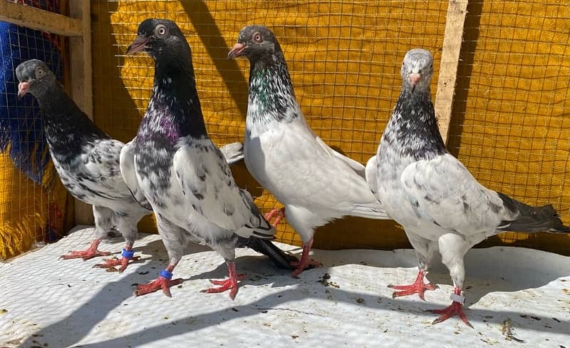 farozpuri pigeons pair 2