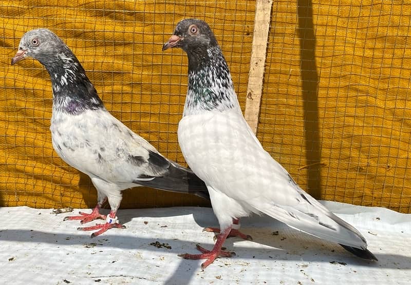 farozpuri pigeons pair 4