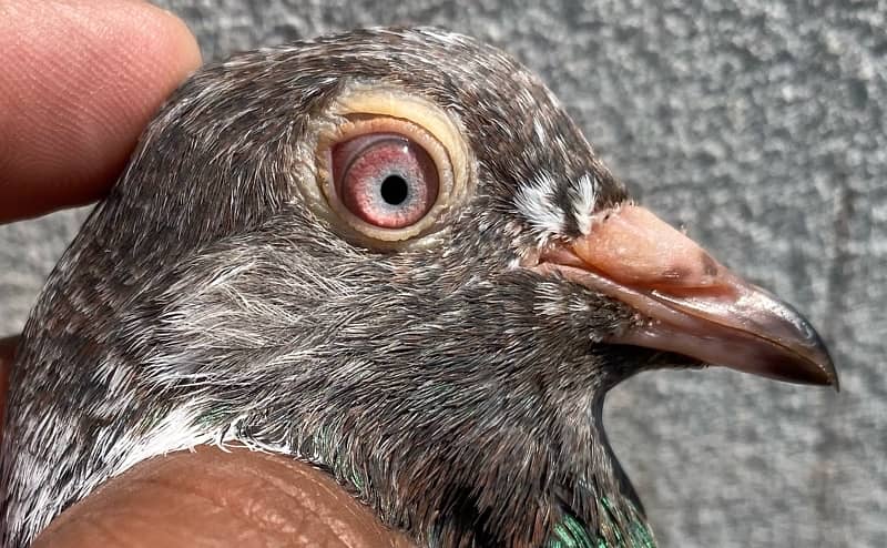 farozpuri pigeons pair 5