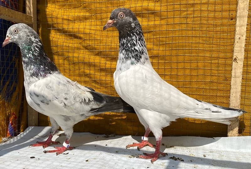 farozpuri pigeons pair 6