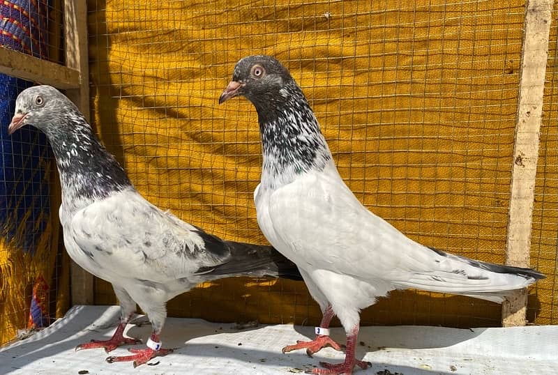 farozpuri pigeons pair 7